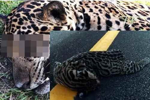 Videos: AMLO se atribuye video de jaguar que fue filmado en Brasil